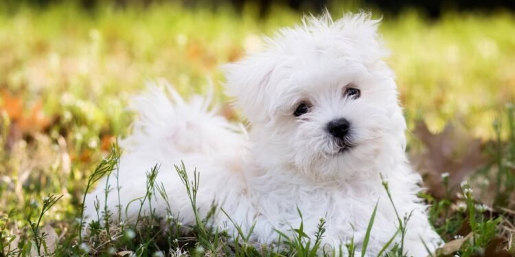 Raças de cachorro mais fofas: o que as torna irresistíveis