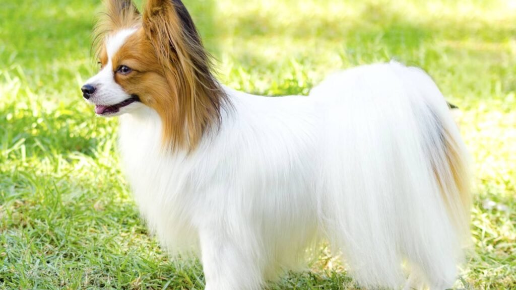 Raças de cachorro mais fofas: o que as torna irresistíveis