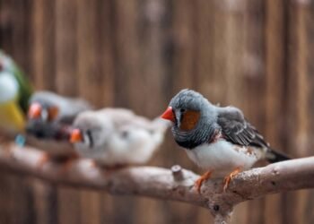 Ouvir o canto dos pássaros reduz o estresse e melhora a saúde mental, segundo a ciência