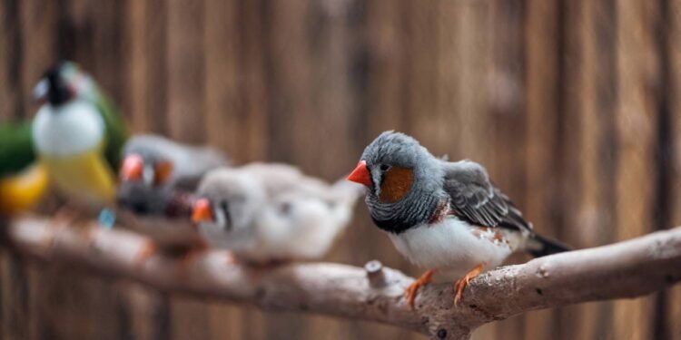 Ouvir o canto dos pássaros reduz o estresse e melhora a saúde mental, segundo a ciência