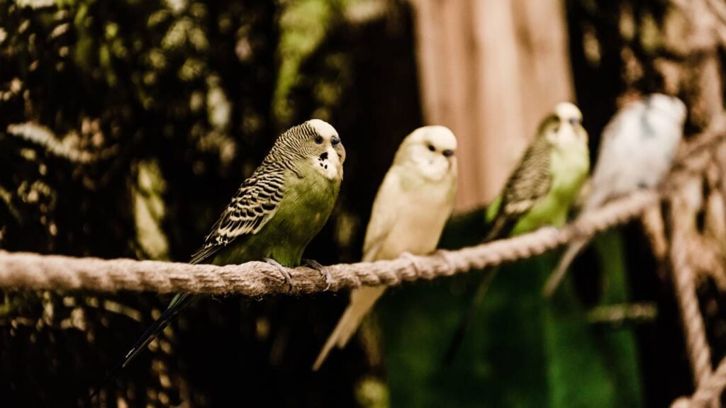 Ouvir o canto dos pássaros reduz o estresse e melhora a saúde mental, segundo a ciência