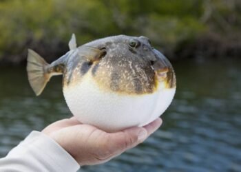 As espécies de animais que perdemos para sempre no último século
