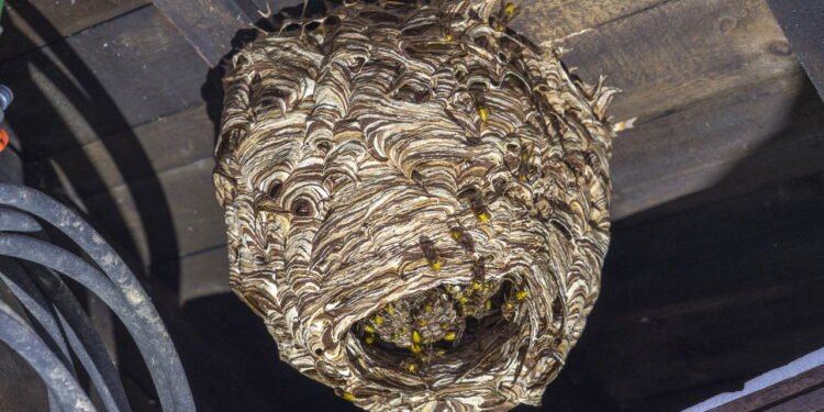 Picadas de Marimbondo - Créditos: depositphotos.com / ubrimo