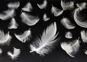 O que simboliza encontrar penas em sua casa, de acordo com a espiritualidade?