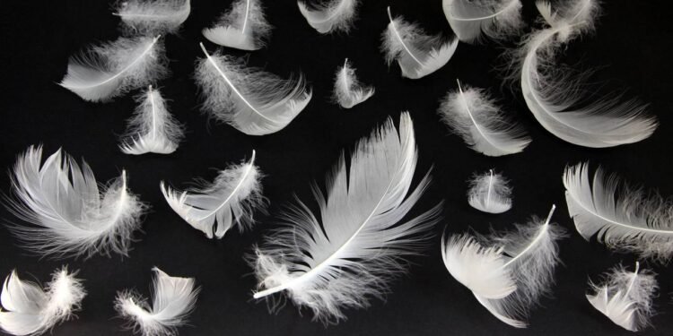 O que simboliza encontrar penas em sua casa, de acordo com a espiritualidade?