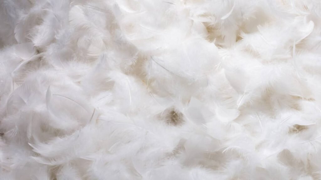 O que simboliza encontrar penas em sua casa, de acordo com a espiritualidade?