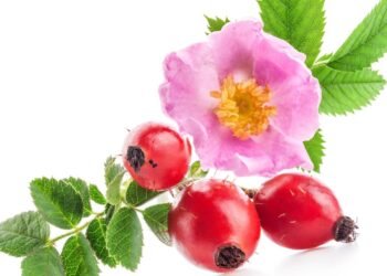 Chá de rosa mosqueta o segredo mais poderoso da imunidade