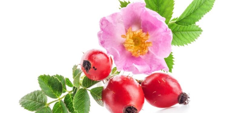 Rosa Mosqueta - Créditos: depositphotos.com / msk_nina