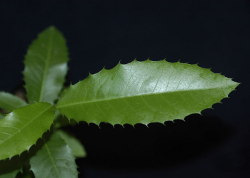 A planta brasileira que melhora a digestão e combate dores crônicas, segundo estudos