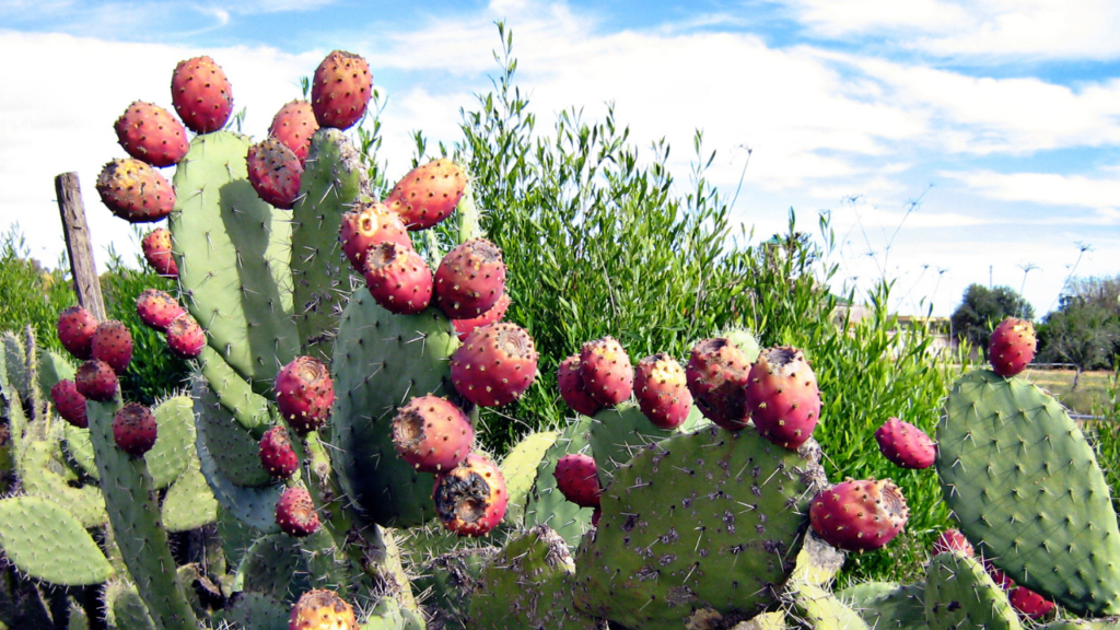 A fruta rica em fibra e magnésio perfeita para a saúde digestiva