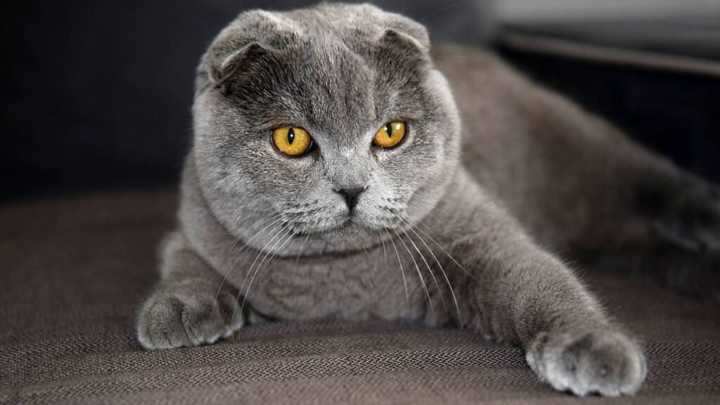 Melhores raças de gatos para abraçar, de acordo com um veterinário