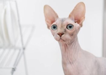 Melhores raças de gatos para abraçar, de acordo com um veterinário