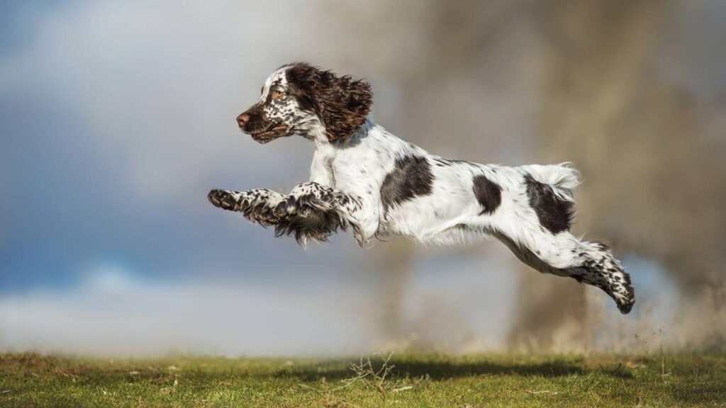 Conheça 6 raças de cães ingleses amigáveis ​​e cheias de charme, dizem veterinários