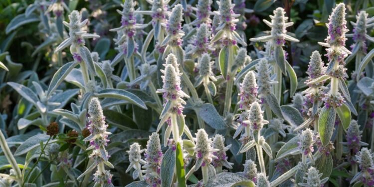 Essa planta é uma das melhores opções para incluir na sua alimentação