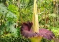 Conheça a flor mais feia do mundo que exala cheiro de carne podre