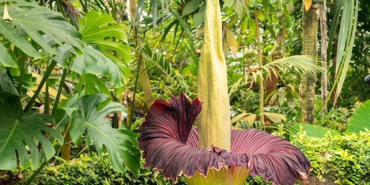 A flor cadáver é célebre mundialmente não apenas por seu porte gigante - Créditos: depositphotos.com / robert.buchel.fl1.li