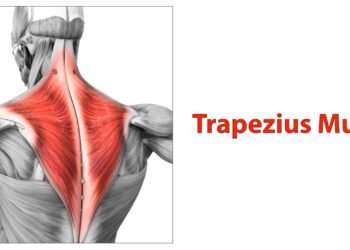 A técnica que destrava o crescimento do seu trapézio