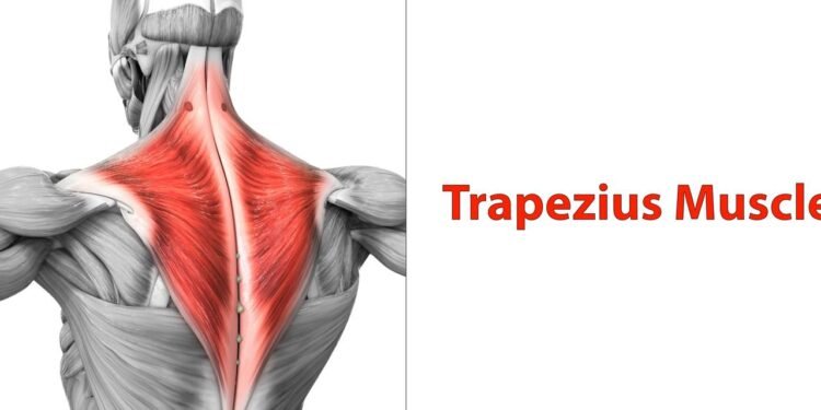 Trapézio - Créditos: depositphotos.com / magicmine