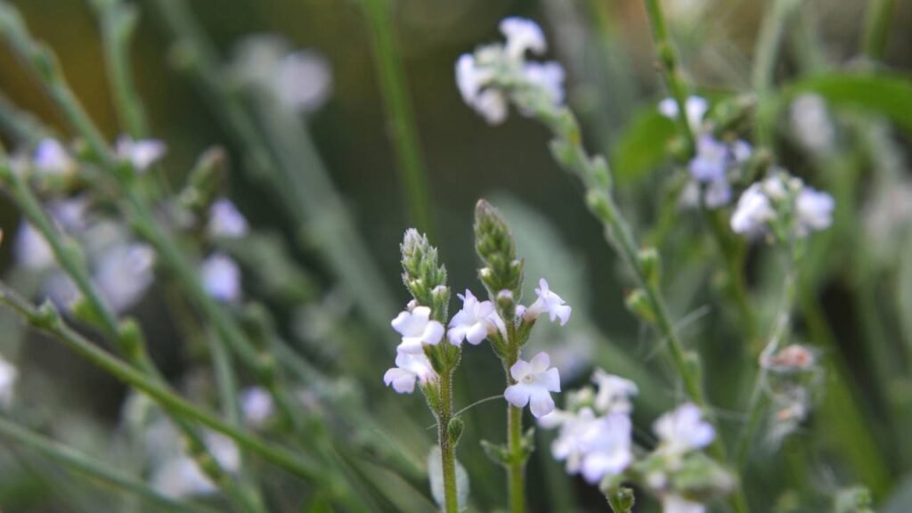 Essa erva antiga está ganhando destaque por seus efeitos calmantes

