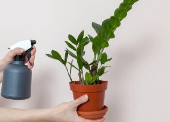 A planta poderosa que atrai dinheiro e todo rico tem em casa