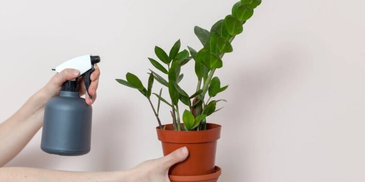 A zamioculca tolera pouca luz e regas espaçadas, sendo perfeita para decoração de interiores. // Créditos: depositphotos.com / brizmaker