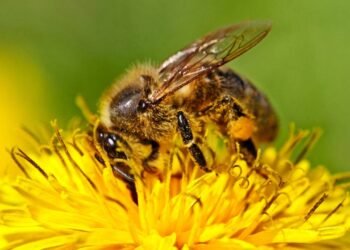 O que significa quando abelhas aparecem na sua casa?
