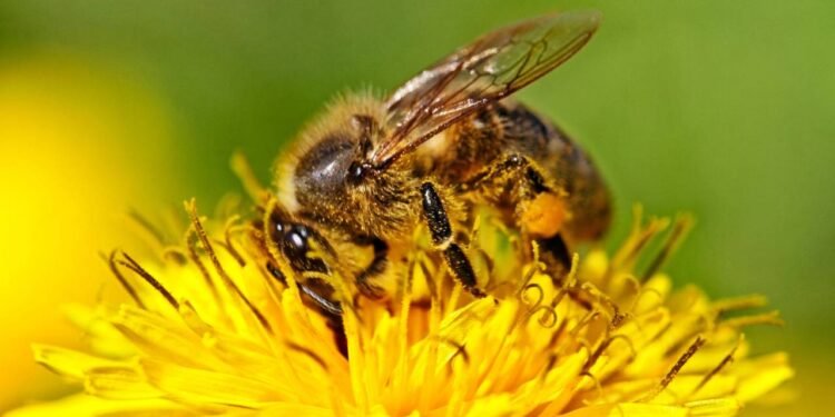 O que significa quando abelhas aparecem na sua casa?