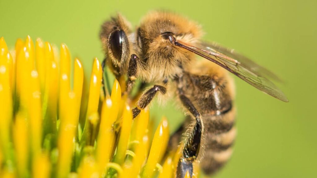 O que significa quando abelhas aparecem na sua casa?