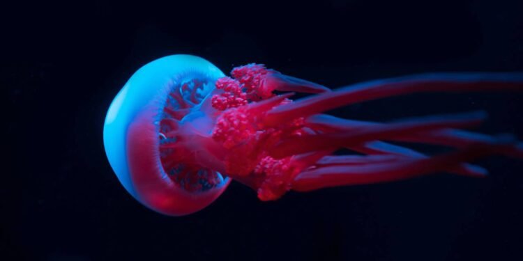 A água-viva mais pesada da Terra é encontrada, veja vídeo