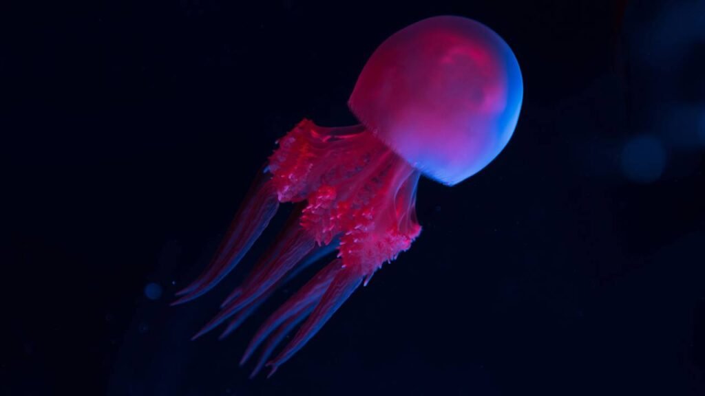 A água-viva mais pesada da Terra é encontrada, veja vídeo