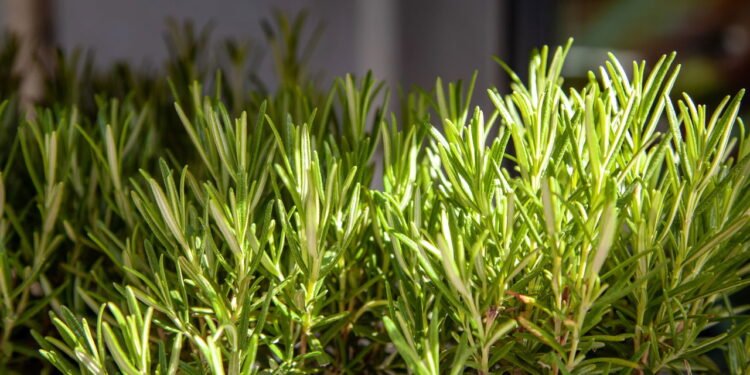 A planta que melhora a memória e também deixa seus pratos mais saborosos