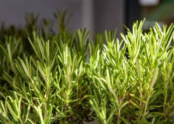 Poucos sabem o propósito de misturar alecrim com bicarbonato de sódio