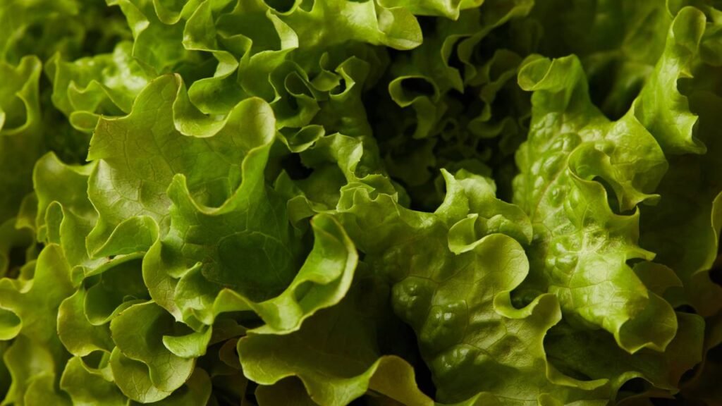 A alface ou o alface, qual o correto de acordo com a língua portuguesa