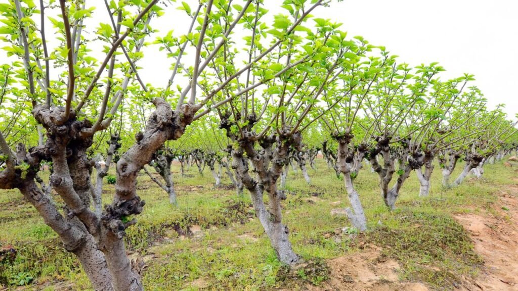 As árvores que vão destruir sua calçada sem você perceber

