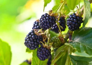 O segredo da fruta que fortalece o corpo contra o câncer e cresce facilmente