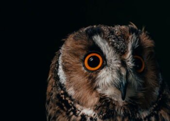 Qual animal te representa, segundo seu ano de nascimento