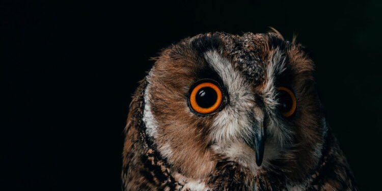 Qual animal te representa, segundo seu ano de nascimento