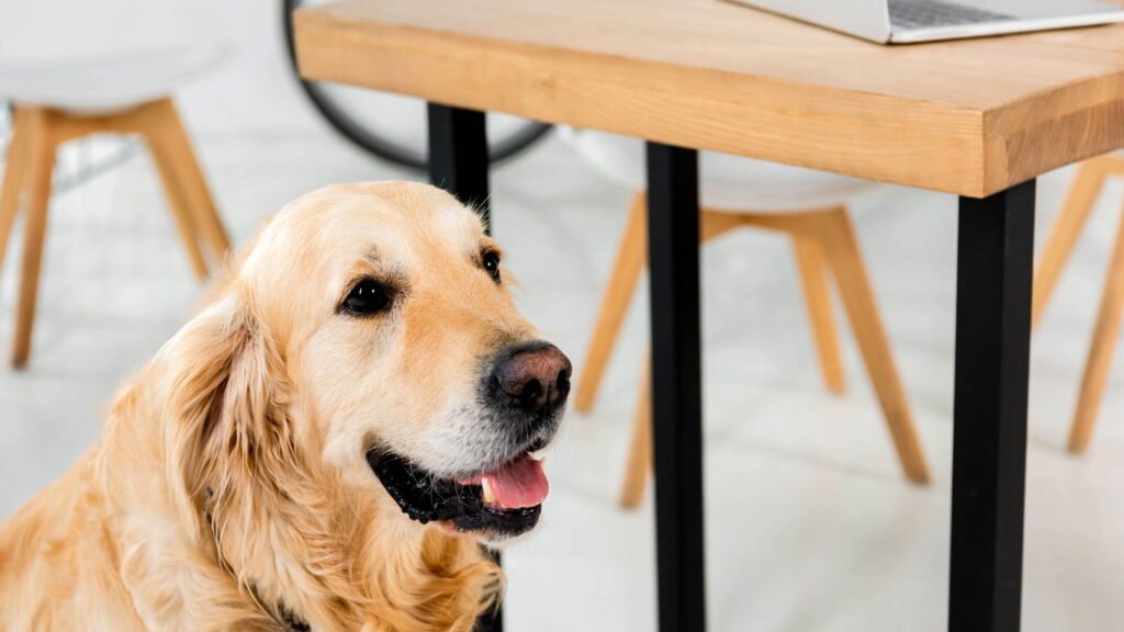 Qual animal te representa, segundo seu ano de nascimento