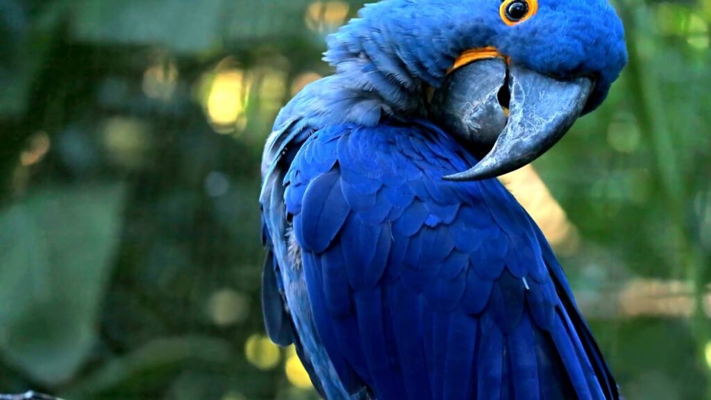 As espécies de animais que perdemos para sempre no último século