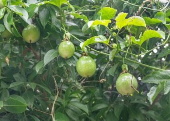 O jeito mais fácil e certeiro de cultivar maracujá em casa