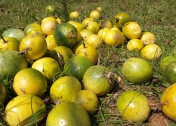 O jeito mais fácil e certeiro de cultivar maracujá em casa