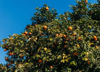 A única árvore frutífera que você nunca deve cultivar, segundo especialistas