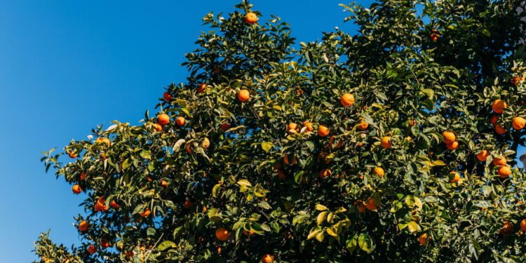 A única árvore frutífera que você nunca deve cultivar, segundo especialistas