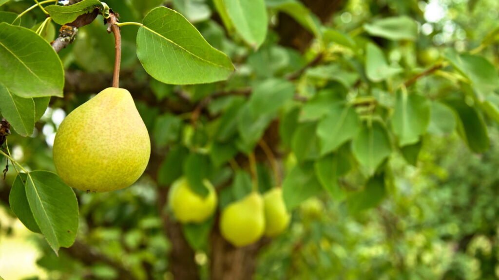 A única árvore frutífera que você nunca deve cultivar, segundo especialistas