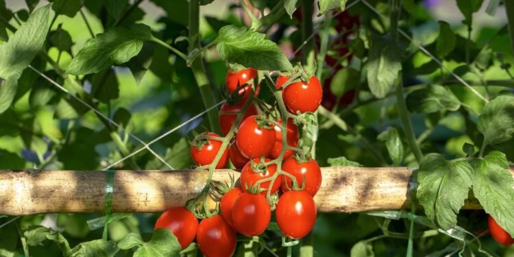 O tomate cereja é conhecido por sua adaptação a diferentes tipos de recipientes - Créditos: depositphotos.com / kaiskynet@gmail.com