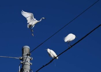 Por que os pássaros não são eletrocutados quando se sentam em fios elétricos?