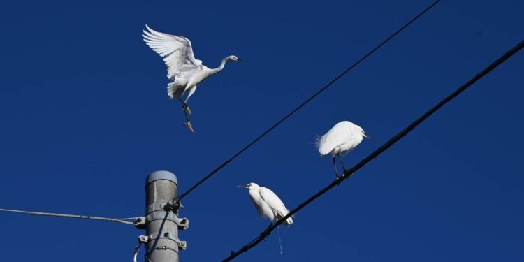 Por que os pássaros não são eletrocutados quando se sentam em fios elétricos?