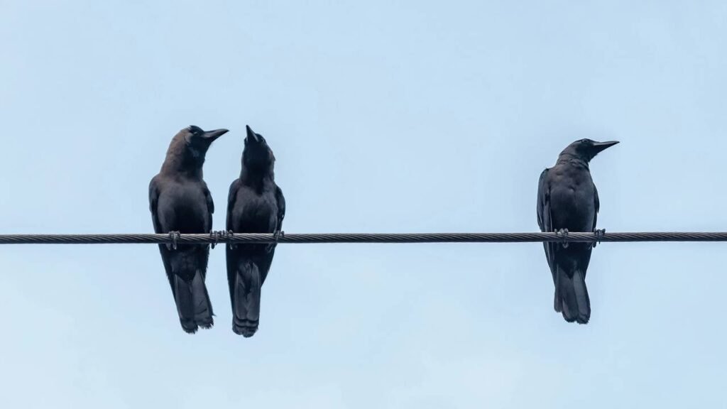 Por que os pássaros não são eletrocutados quando se sentam em fios elétricos?