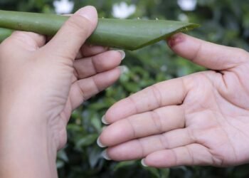 A planta milagrosa que ajuda no crescimento das unhas e fortalece