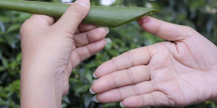 A planta milagrosa que ajuda no crescimento das unhas e fortalece